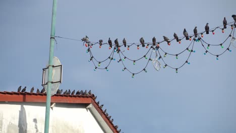 Flock-of-dove-bird-stay-at-electric-wire